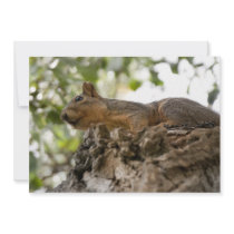 squirel on wood invitation