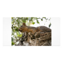 squirel on wood photo card