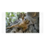 squirel photo card