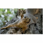 squirel photo scuplture cut outs