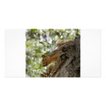 squirel staring photo card