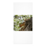 squirel staring rack card