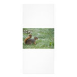 squirel walking rack card