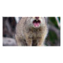 squirrel2 personalized photo card