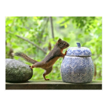 Squirrel and Cookie Jar Postcards