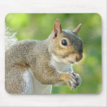 Squirrel - Animal Mousepad