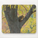 Squirrel&Autumn Colours mousepads