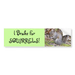 Squirrel Bumper Sticker bumper stickers