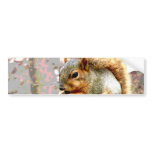 Squirrel bumper stickers