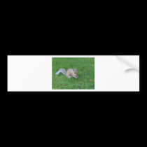 Squirrel bumper stickers