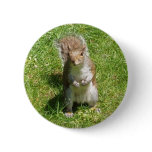 Squirrel Button