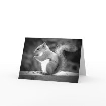 Squirrel Greeting Cards