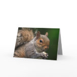 Squirrel Card