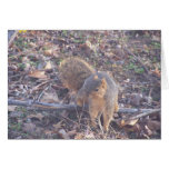 squirrel card