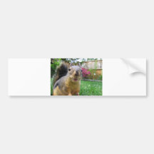 Squirrel Closeup Bumper Sticker