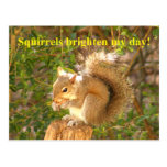 Squirrel Day Brightener Post Card