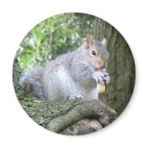 Squirrel eating a monkey nut fridge magnets
