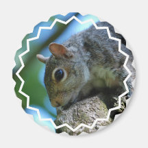 Squirrel Face Magnet