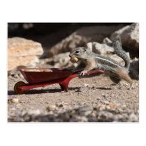Squirrel Farmer Postcard postcards