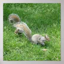 Squirrel Friends Posters