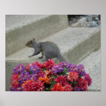 Squirrel Garden Posters