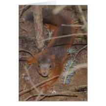 Squirrel Greeting Card
