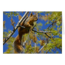 Squirrel Greeting Cards