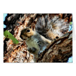 Squirrel in aTree Photo cards