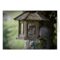Squirrel In Birdfeeder Card