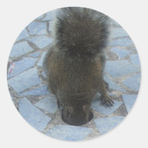 Squirrel in Key Largo, Florida Round Stickers