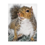 Squirrel In Snow postcards