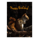 Squirrel in Sunlight Birthday Greeting Card