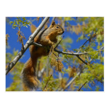 squirrel in the tree Postcard