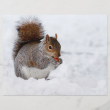 Squirrel in the Winter Personalized Flyer