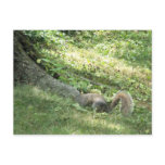 squirrel looking for nuts postcards
