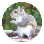 Squirrel Looking stickers