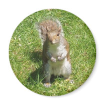 Squirrel Magnet
