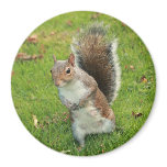 Squirrel Magnet