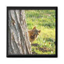 Squirrel magnet