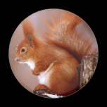squirrel refrigerator magnet