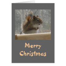 Squirrel Merry Christmas Greeting Cards