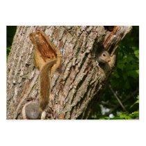 Squirrel mix ~ ATC