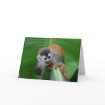 Squirrel Monkey Costa Rica cards