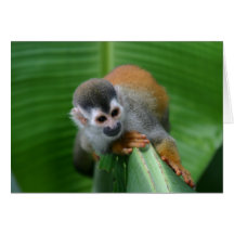 Squirrel Monkey Costa Rica Greeting Cards