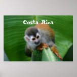 Squirrel Monkey Costa Rica posters