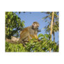 squirrel monkey postcard