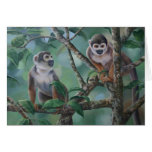 Squirrel Monkeys cards