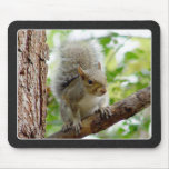 Squirrel Mousepad