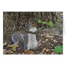 Squirrel Notecard - at Attention
