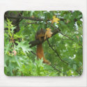 Squirrel On A Branch mousepads